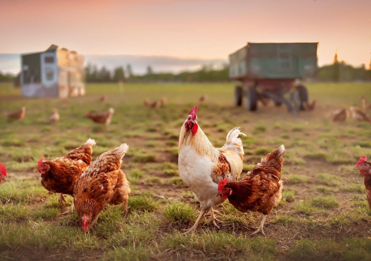 con inteligencia artificial comprobaron que las gallinas se emocionan y tienen miedo