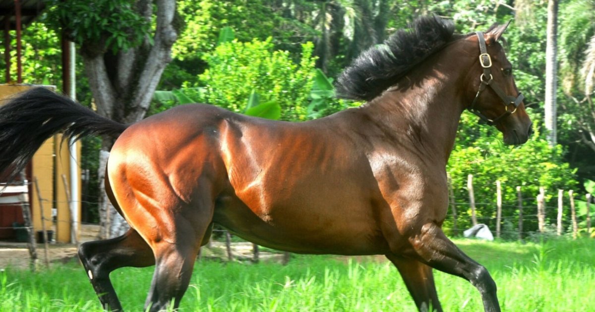 Muere caballo ganador del Clásico Internacional del Caribe