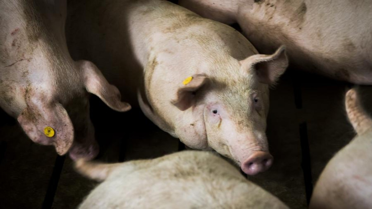 La adaptación a las nuevas exigencias sobre bienestar animal supondrá más de 300.000 euros de sobrecoste a cada granja porcina