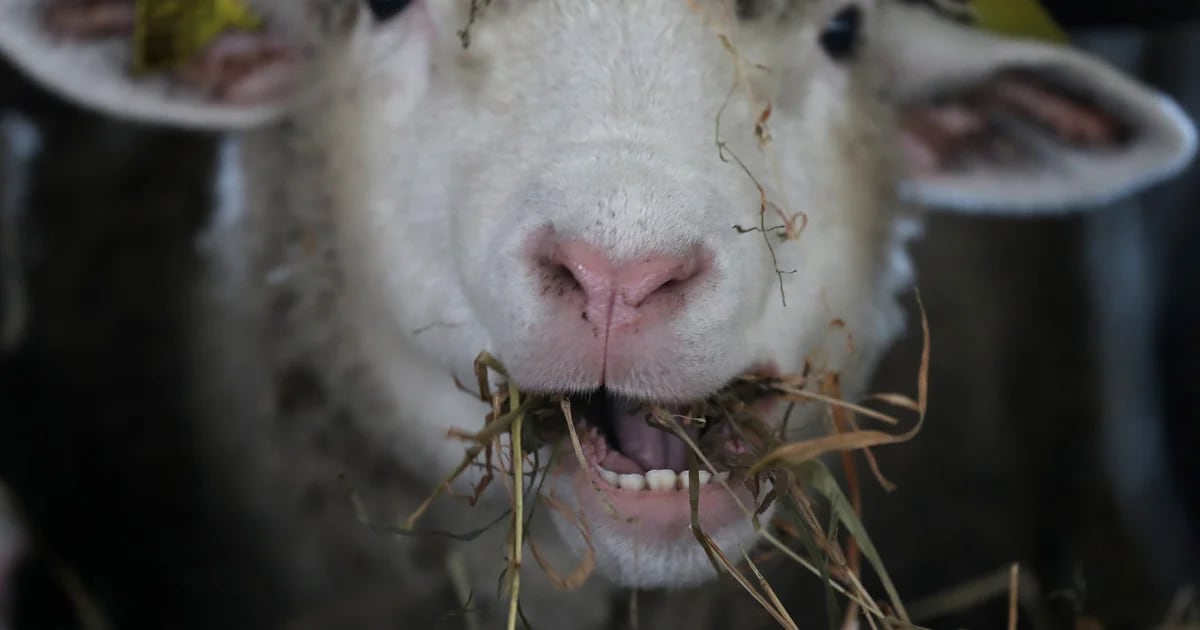 Por qué la salud animal es clave para la seguridad alimentaria y el bienestar de las personas