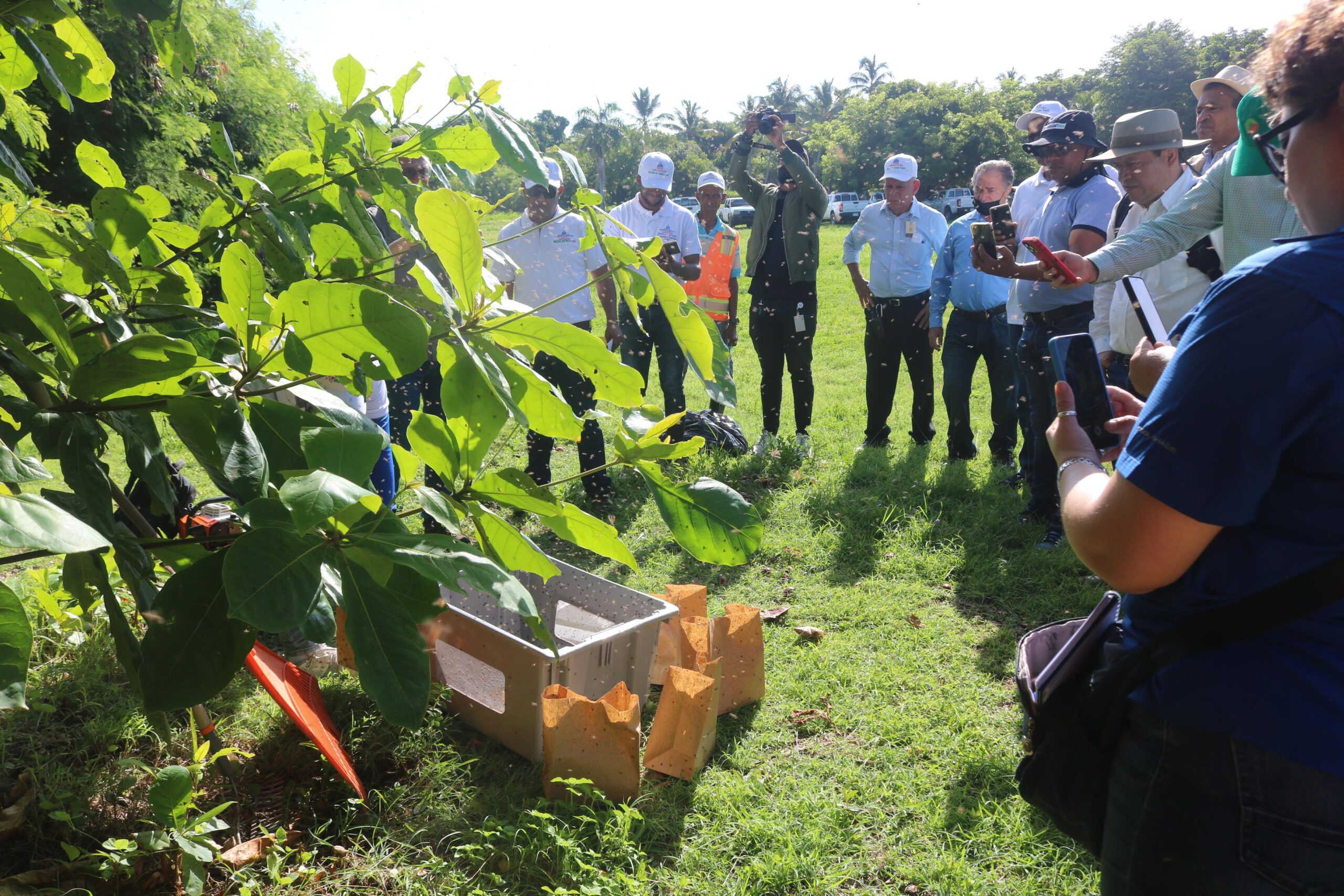 República Dominicana inicia protocolo erradicación la mosca del Mediterráneo: Ministerio de Agricultura y organismos internacionales realizan simulacro en Punta Cana