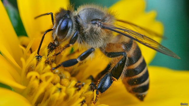 20 de mayo: Día Mundial de las Abejas