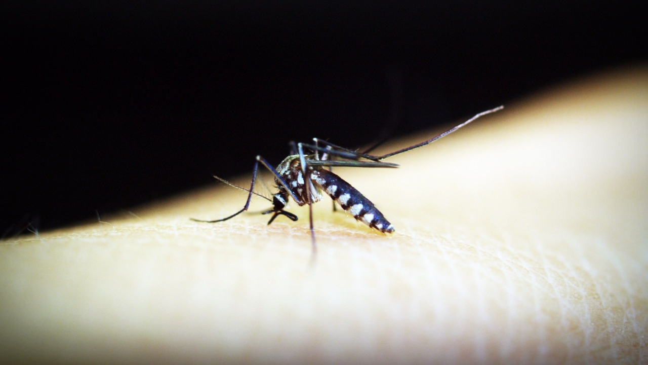 Azua y San Juan concentran más del 90% de los casos de malaria en República Dominicana